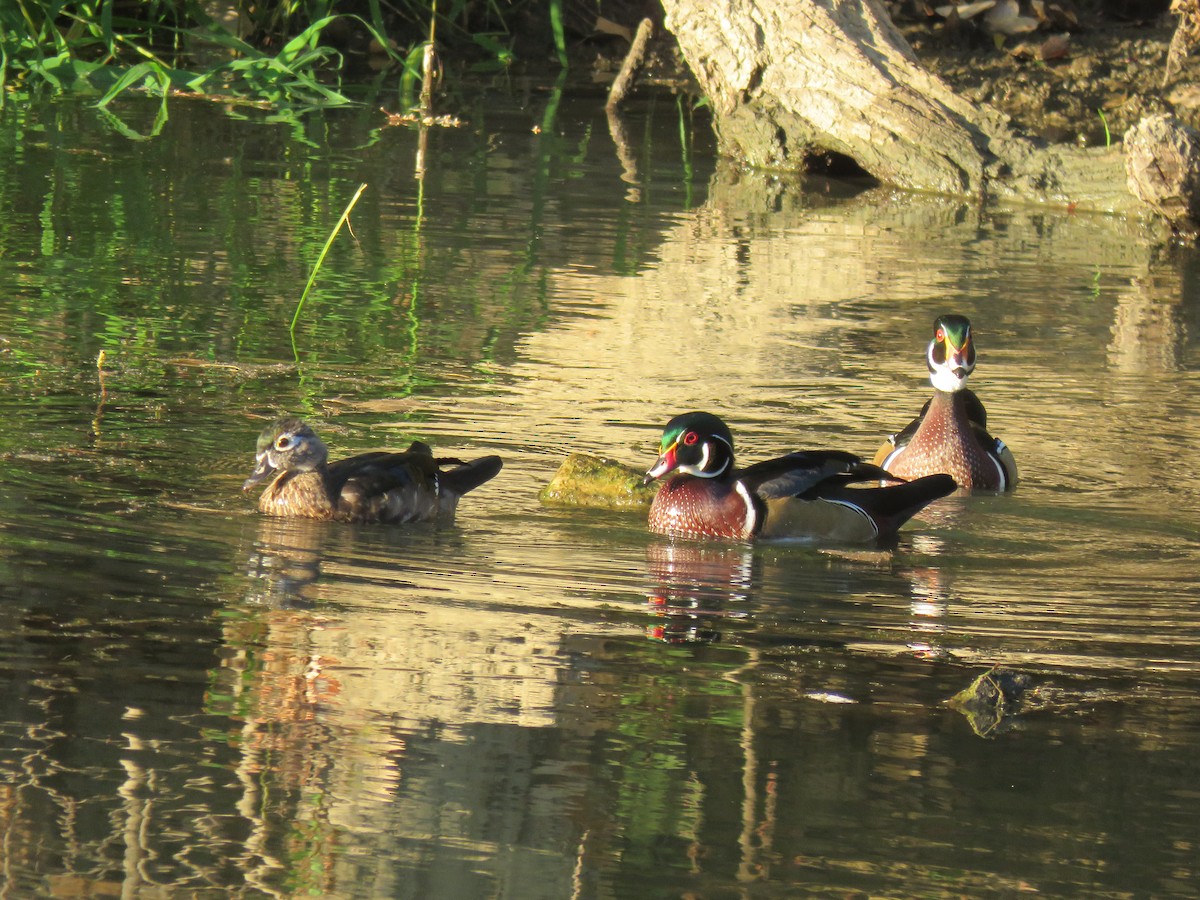 Wood Duck - ML642500087