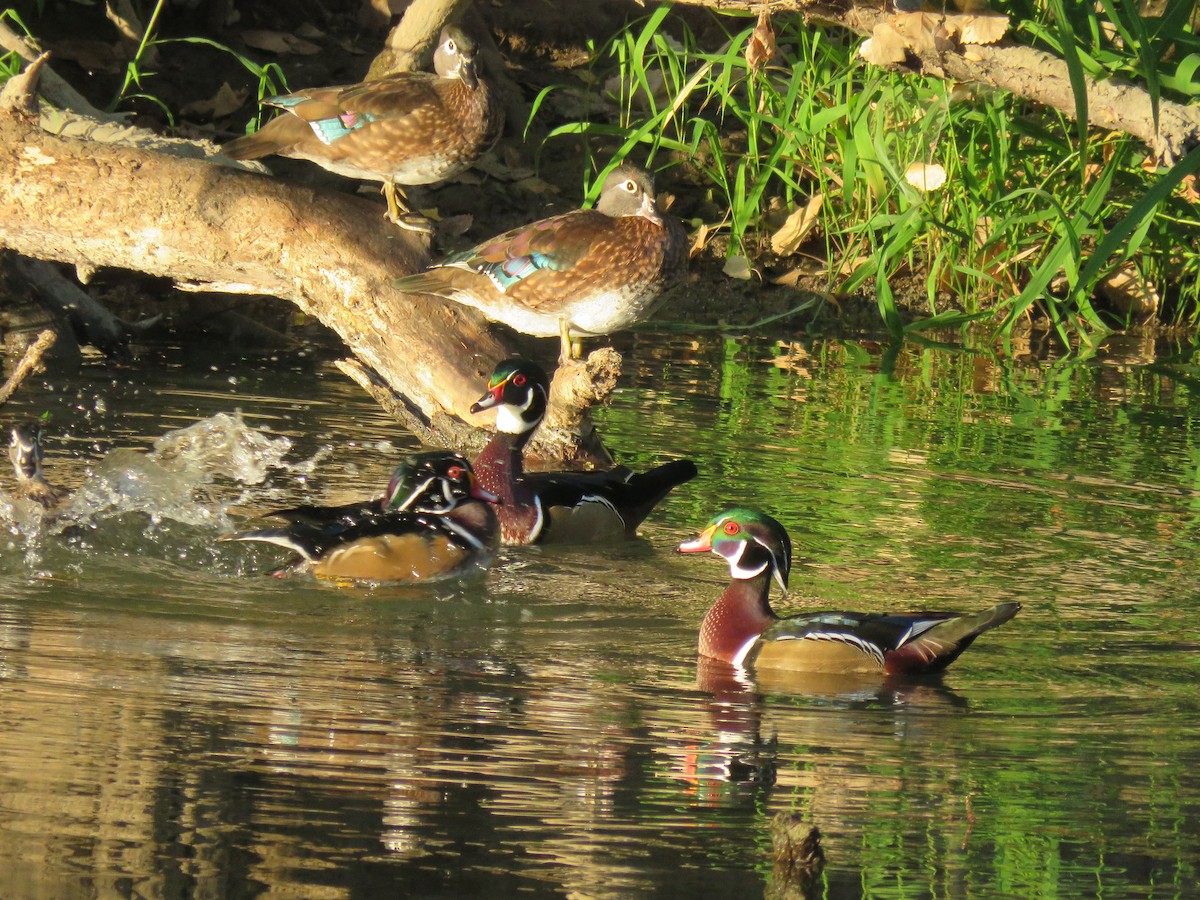 Wood Duck - ML642500088