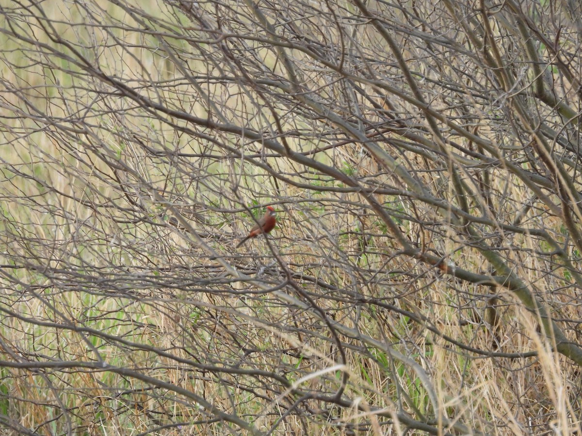 Red-crested Finch - ML642500091