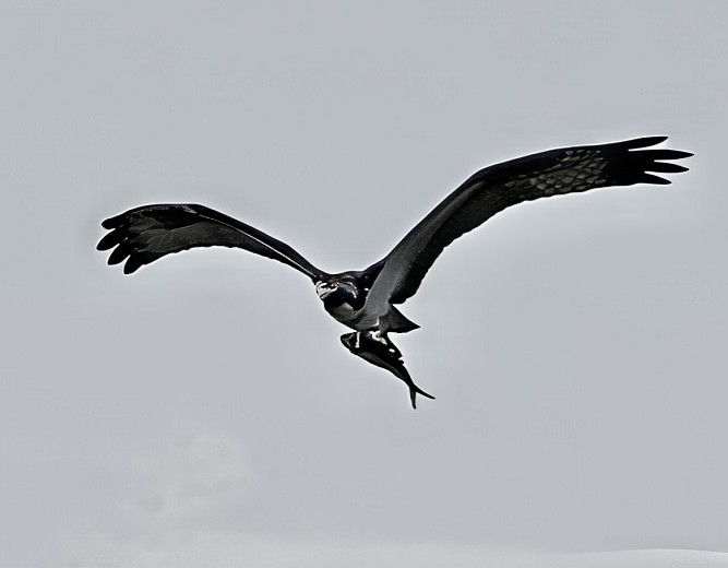 Osprey - ML642500123