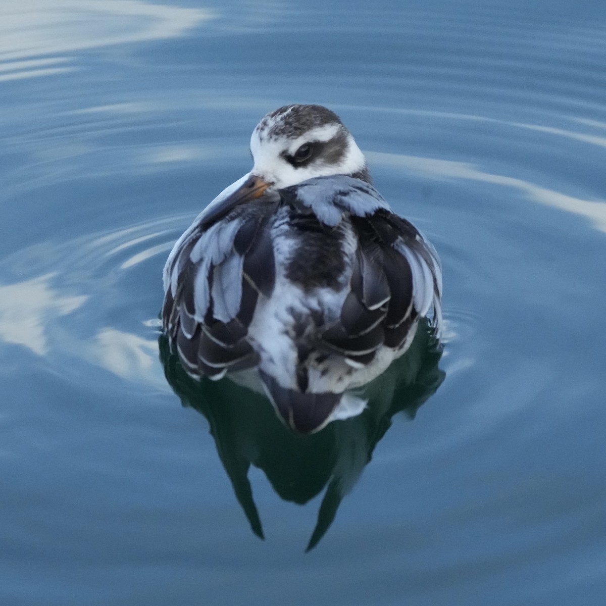Red Phalarope - ML642500175