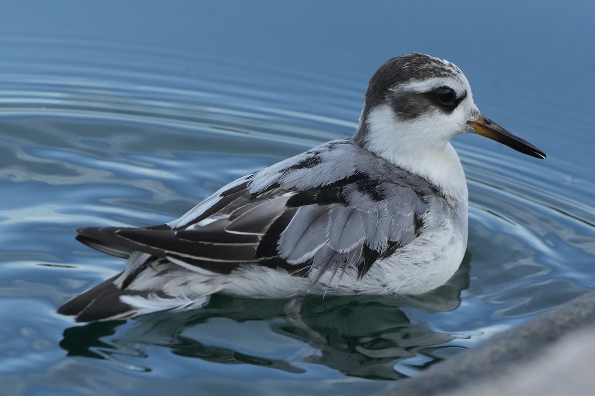 Red Phalarope - ML642500179