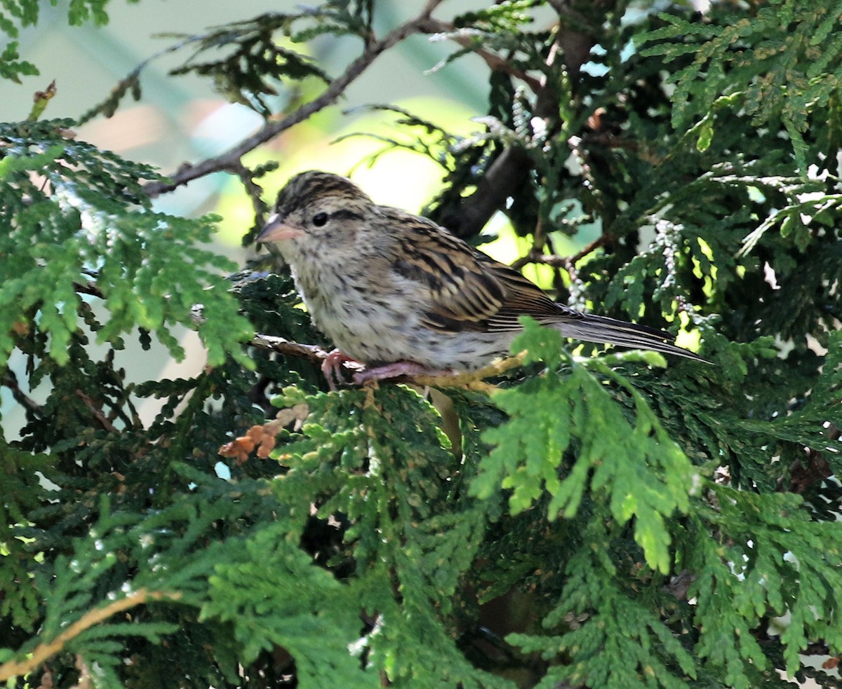 Chipping Sparrow - ML642500182