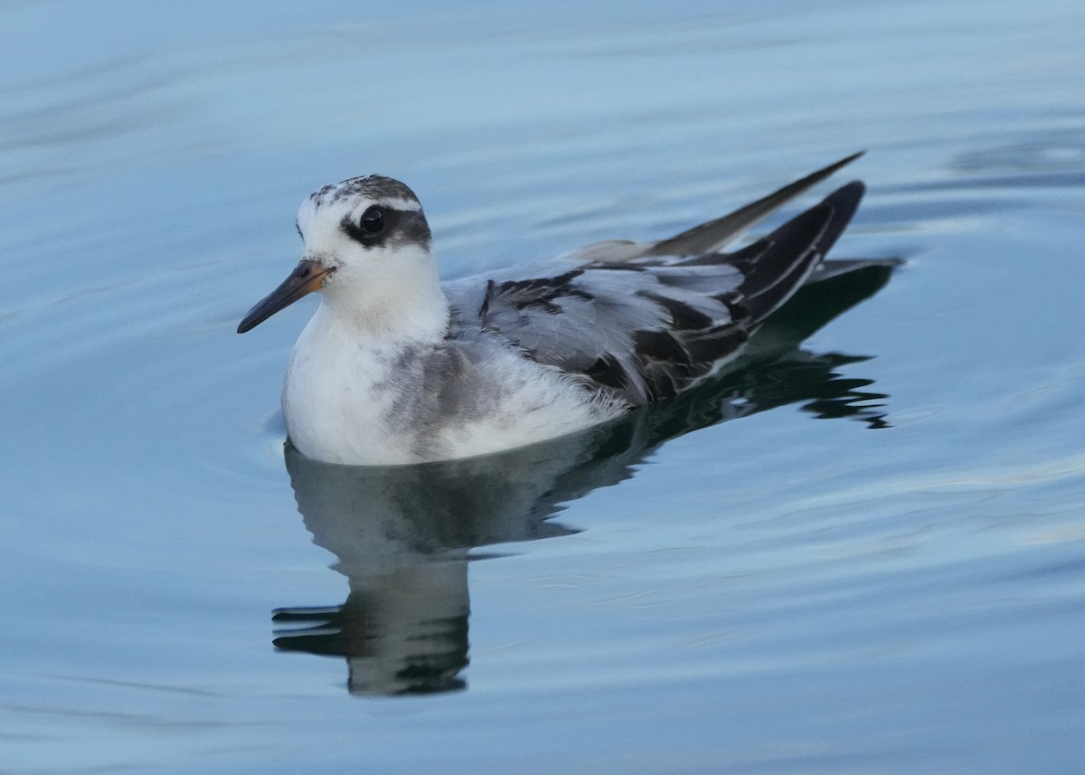 Red Phalarope - ML642500184