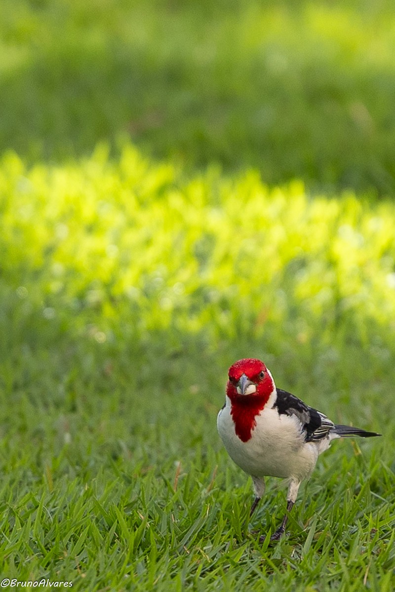 Red-cowled Cardinal - ML642500209