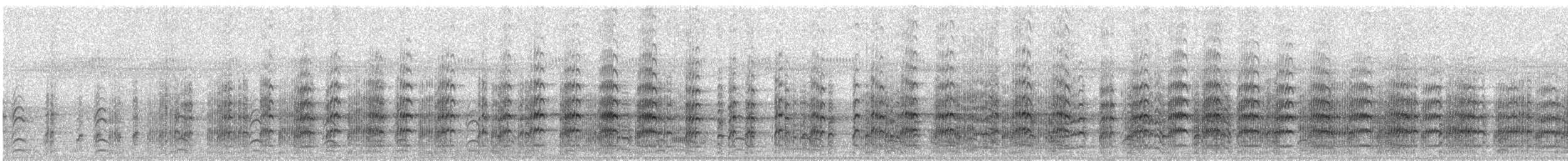 Maskenkiebitz (novaehollandiae) - ML64250021