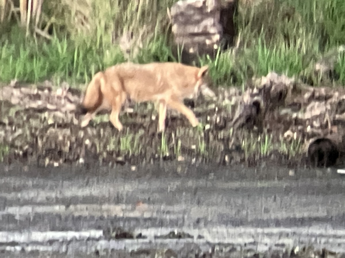 Animals - ML642500210