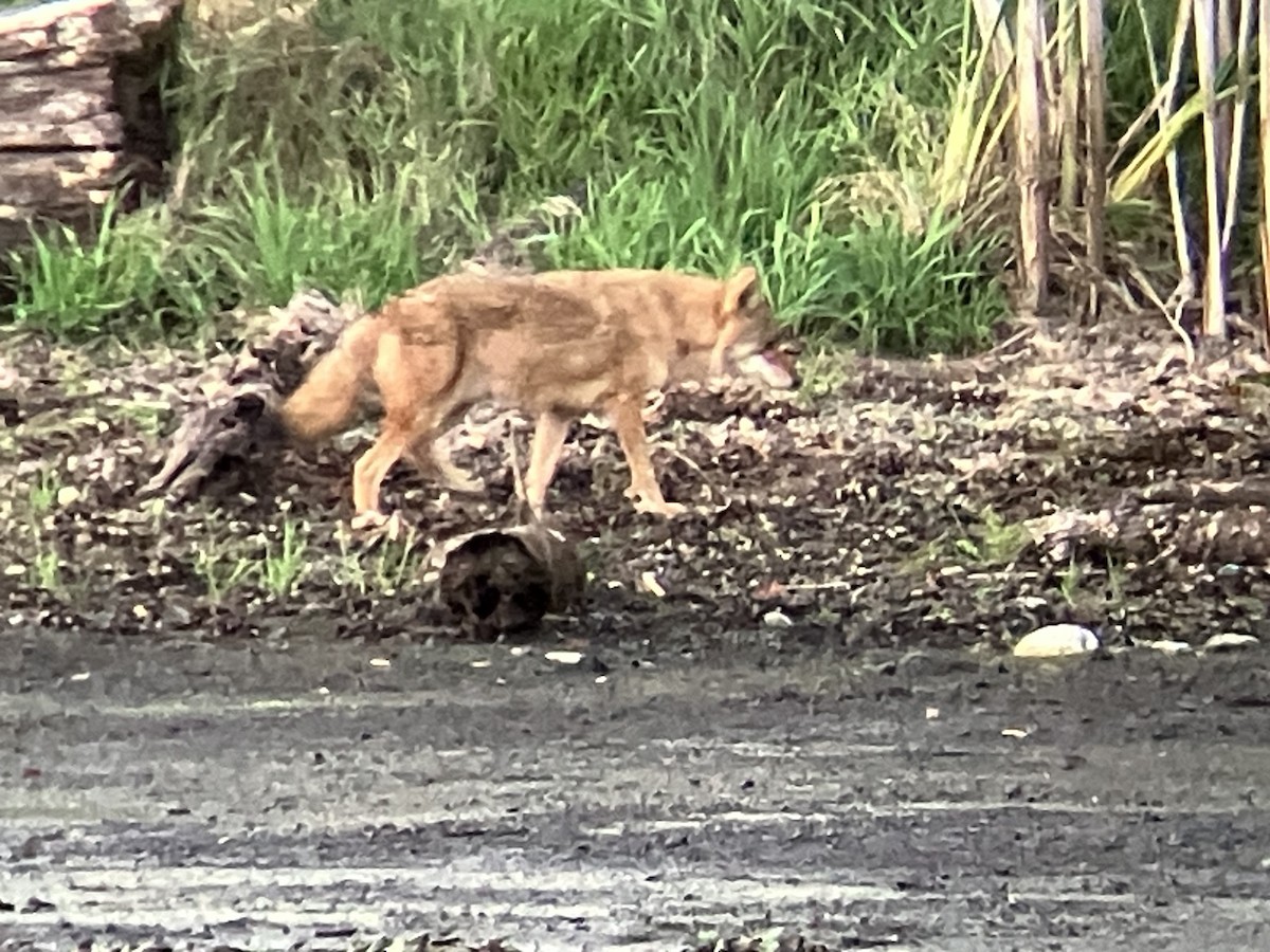 Animals - ML642500211