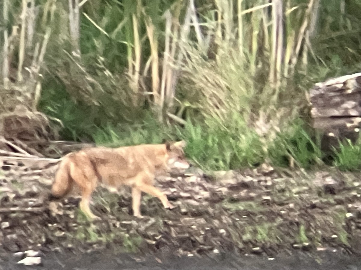 Animals - ML642500212