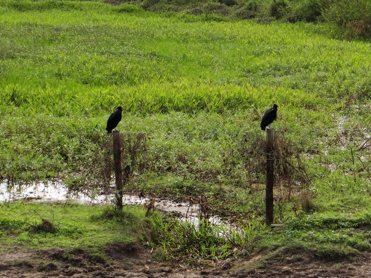 Black Vulture - ML642500228