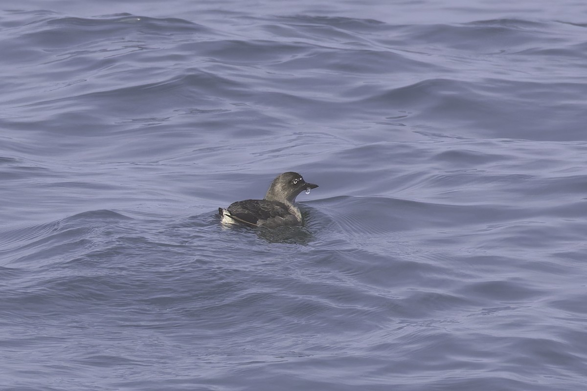 Cassin's Auklet - ML642500235