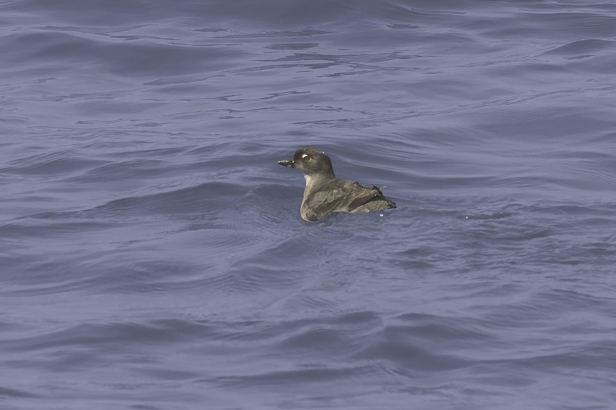 Cassin's Auklet - ML642500236