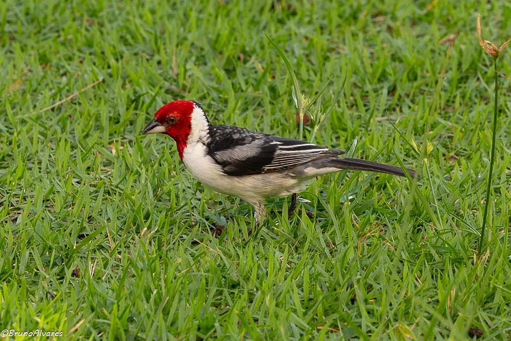 Red-cowled Cardinal - ML642500238