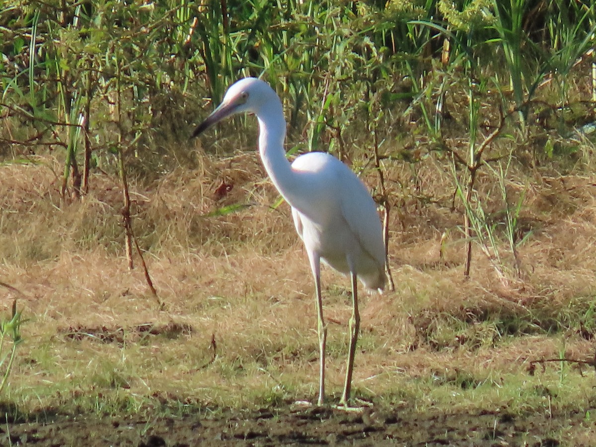 Little Blue Heron - ML642500255