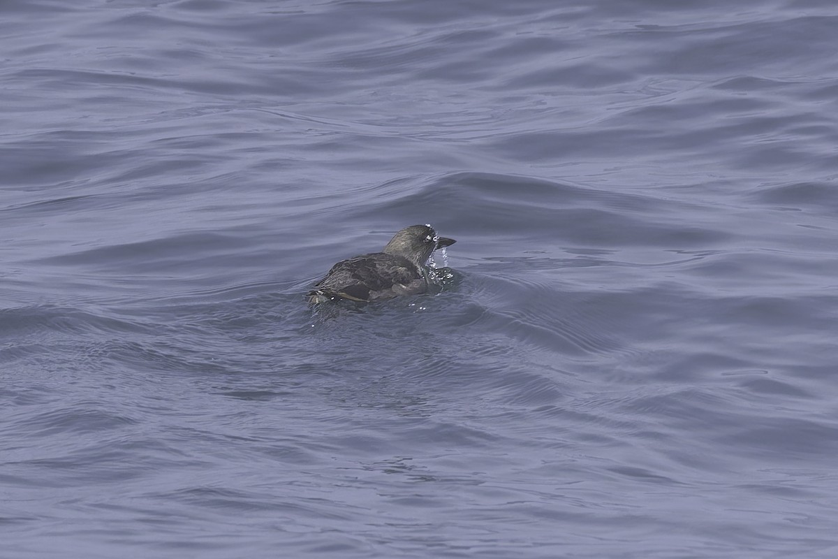Cassin's Auklet - ML642500265