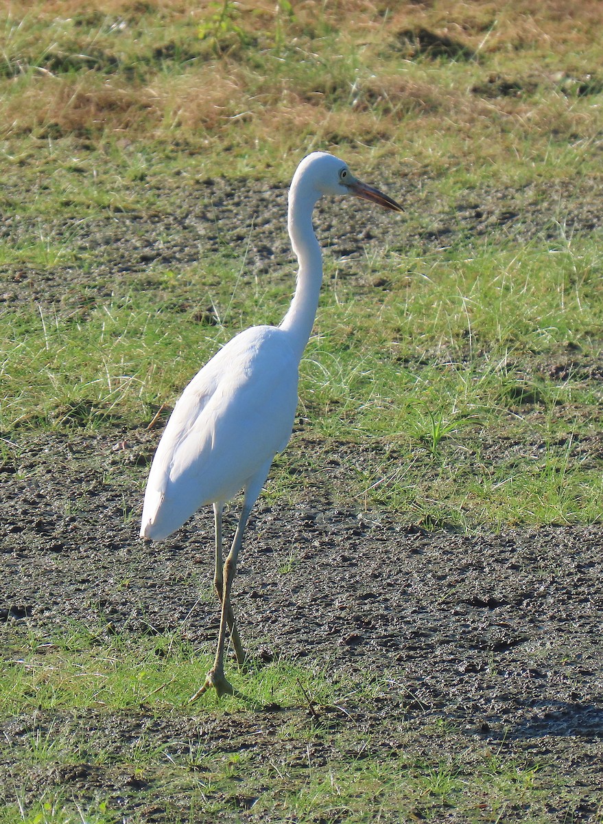 Little Blue Heron - ML642500266