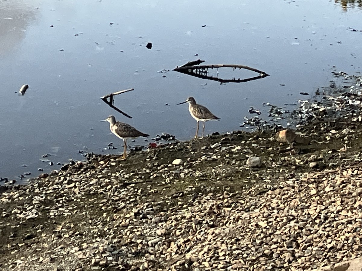 Greater Yellowlegs - ML642500272