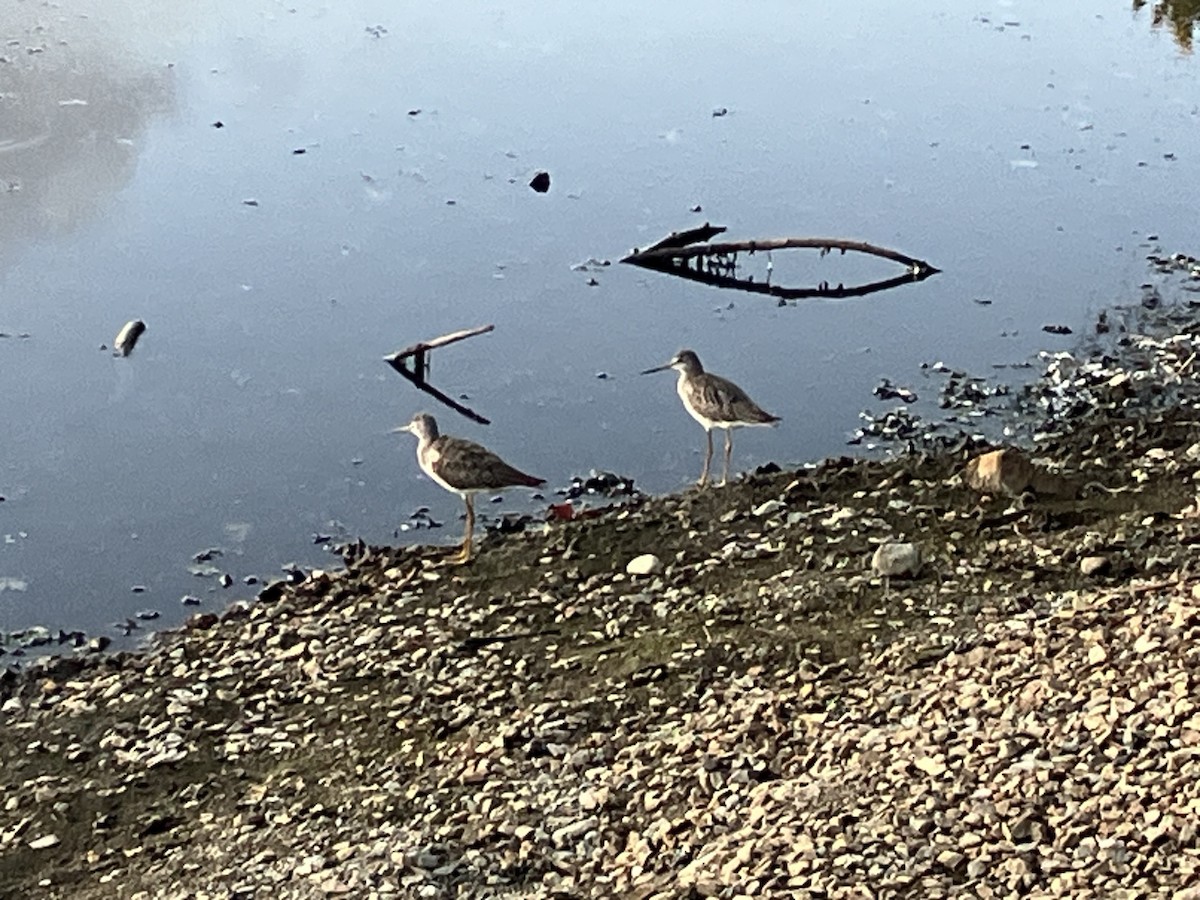 Greater Yellowlegs - ML642500273