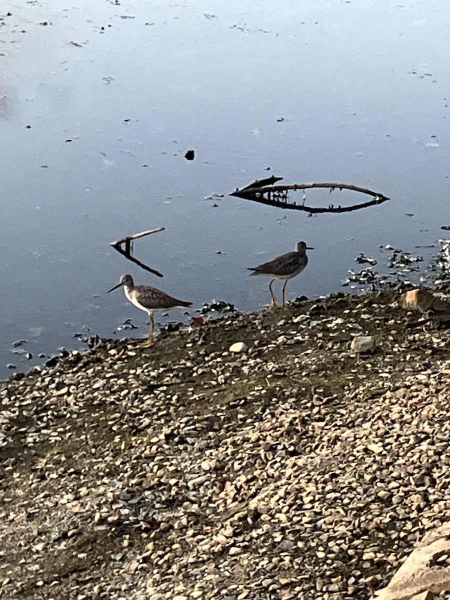 Greater Yellowlegs - ML642500274