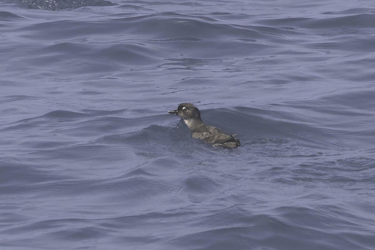 Cassin's Auklet - ML642500293
