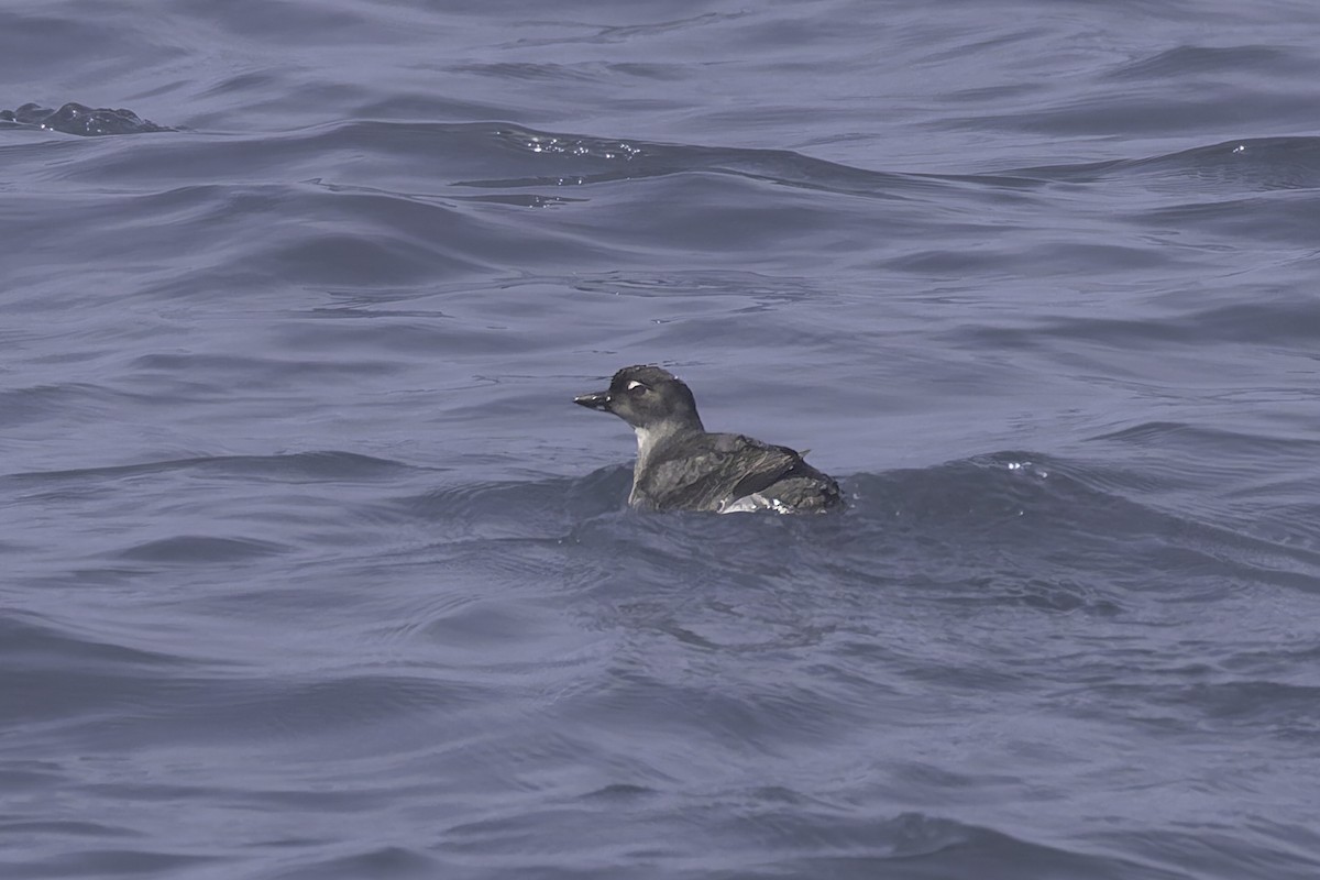 Cassin's Auklet - ML642500294