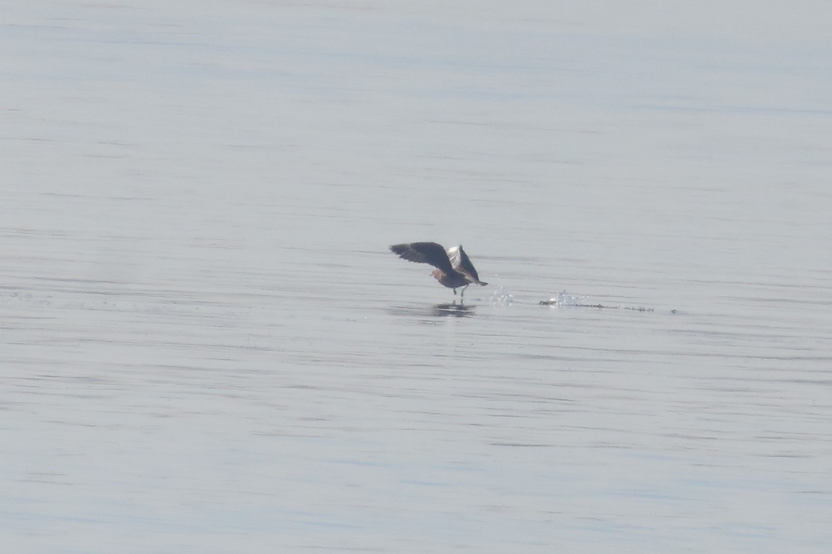 Pomarine Jaeger - ML642500298