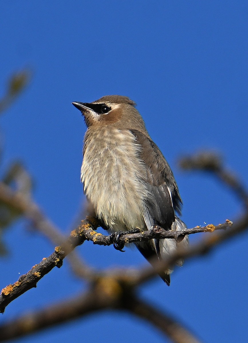 Cedar Waxwing - ML642500302