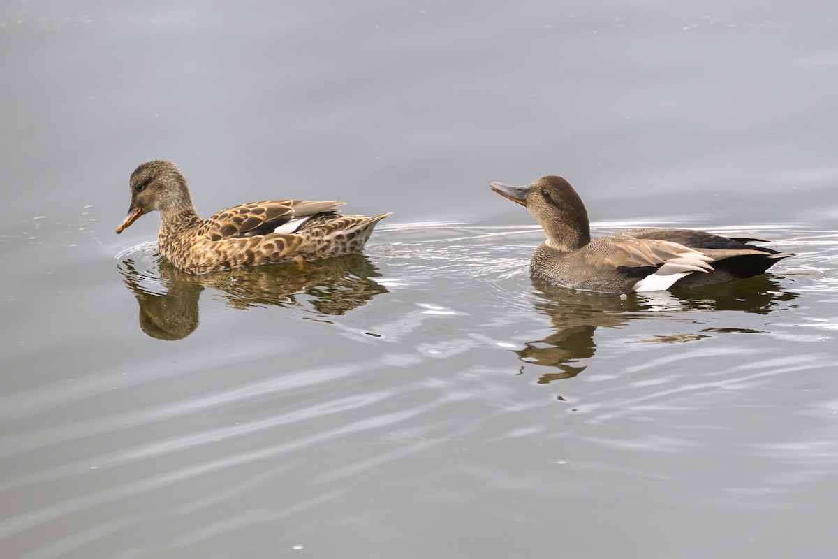 Gadwall - ML642500307