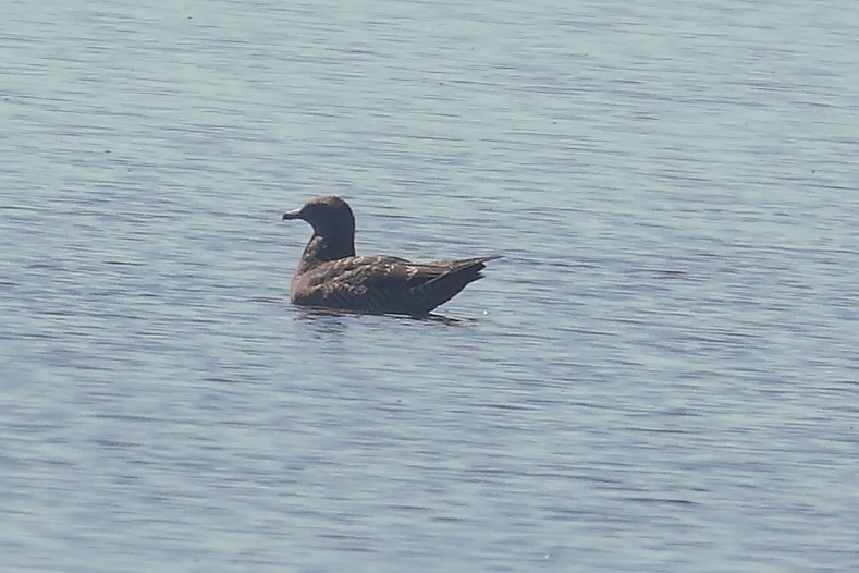 Pomarine Jaeger - ML642500313