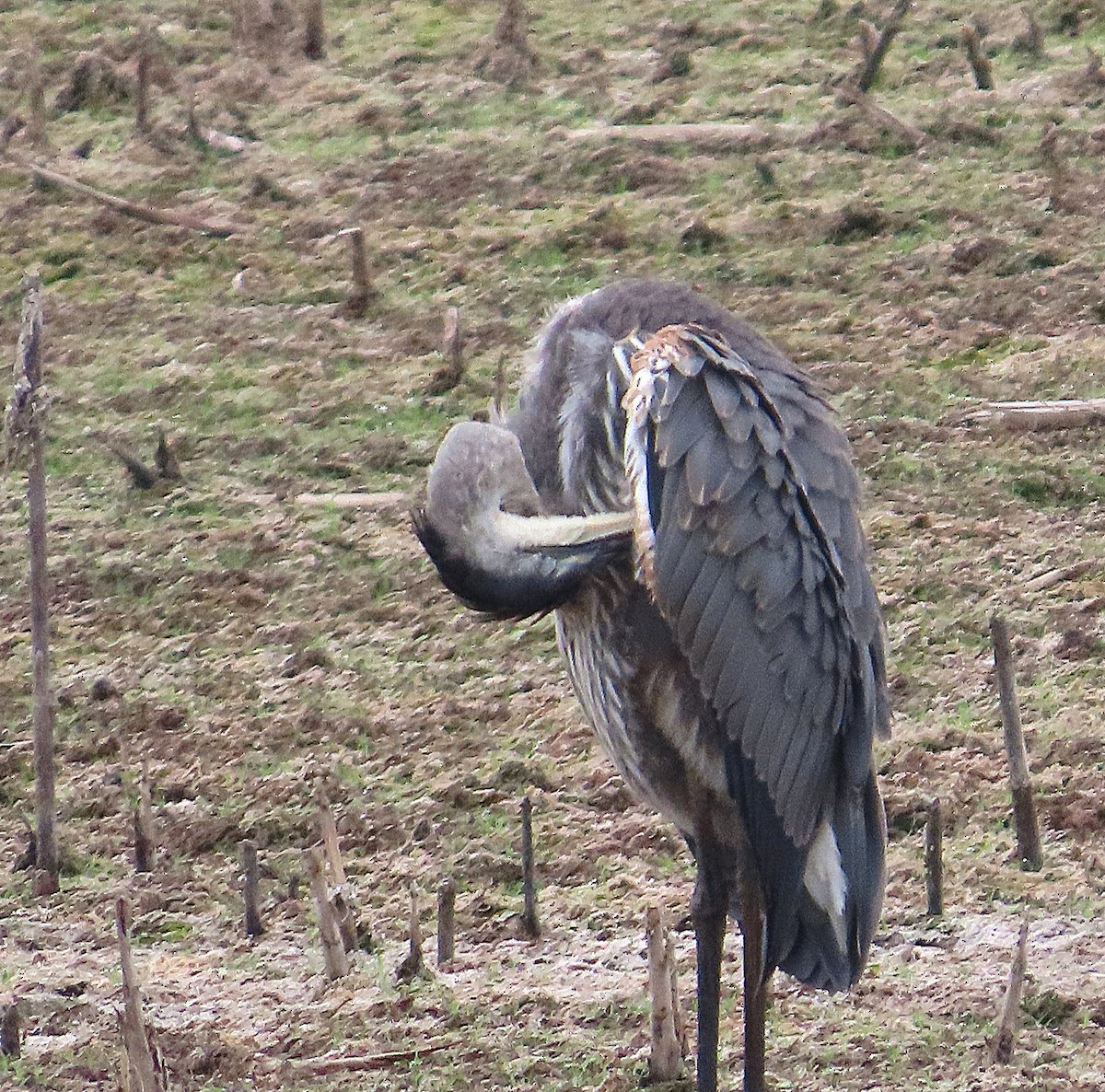 Great Blue Heron - ML642500331