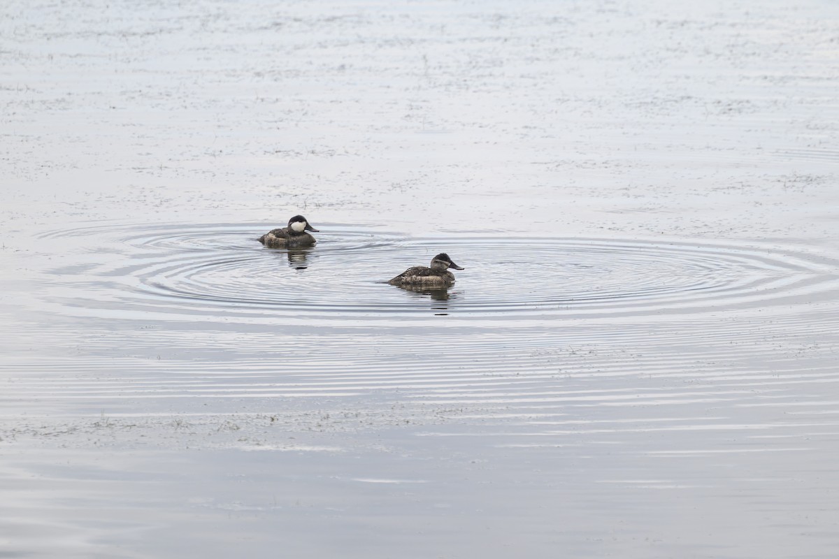 Ruddy Duck - ML642500364