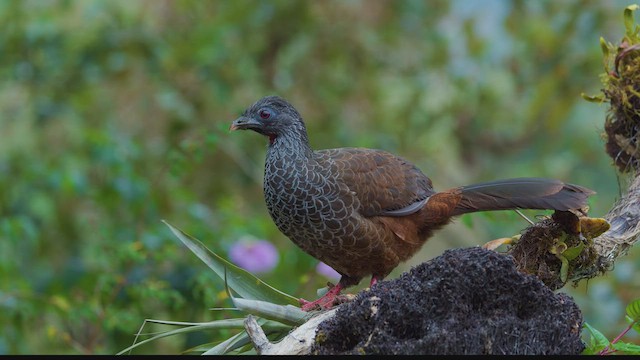 Andean Guan - ML642500366