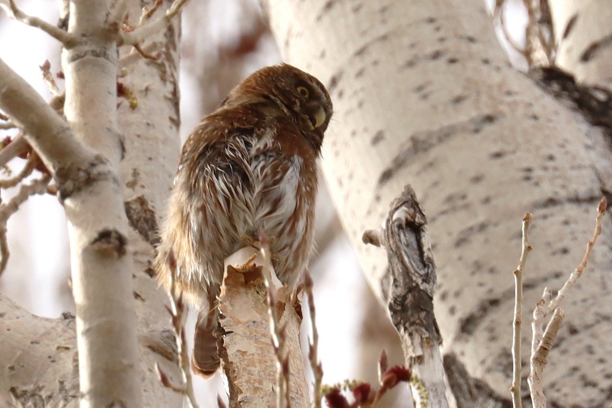 Austral Pygmy-Owl - ML642500400