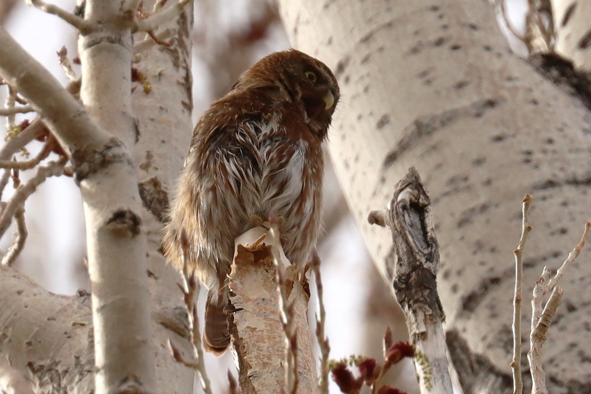 Austral Pygmy-Owl - ML642500401