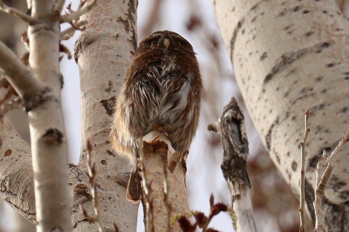 Austral Pygmy-Owl - ML642500402