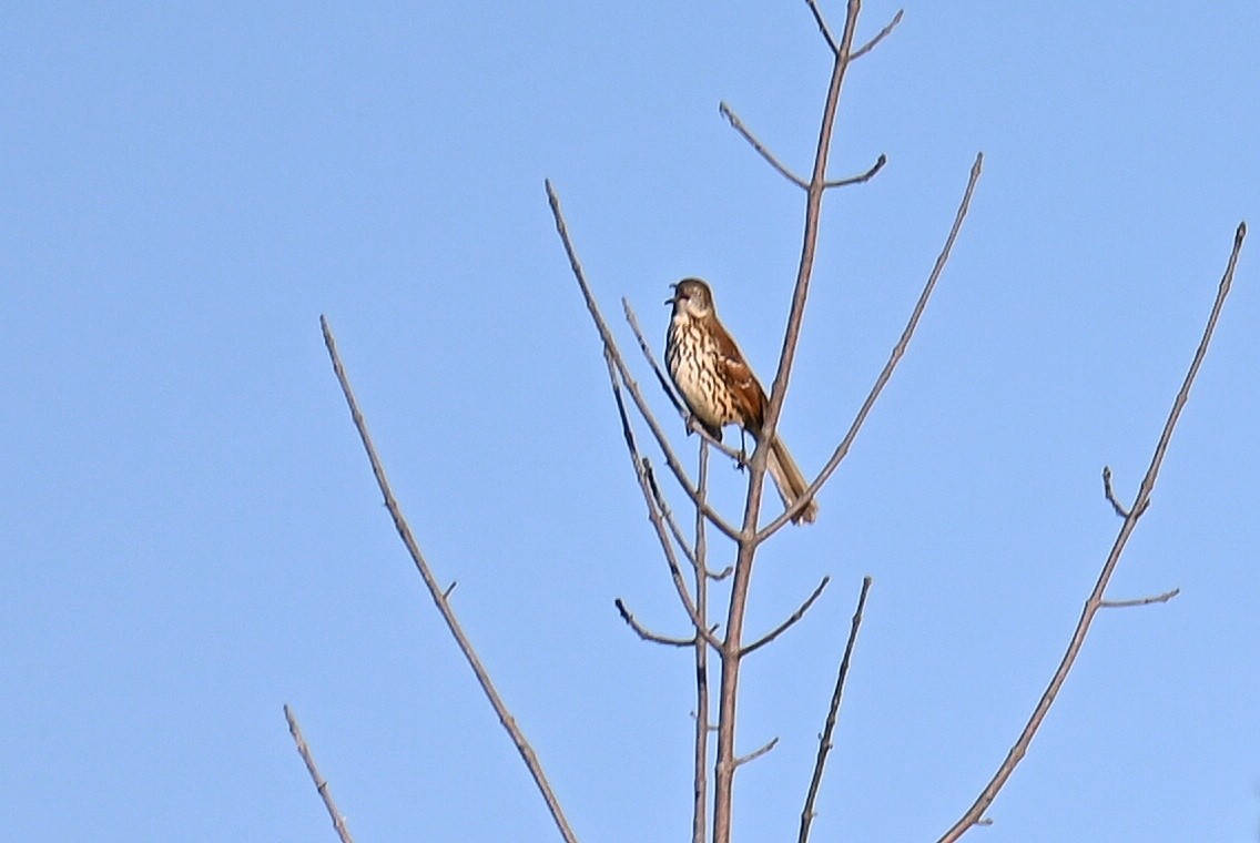 Brown Thrasher - ML642500469