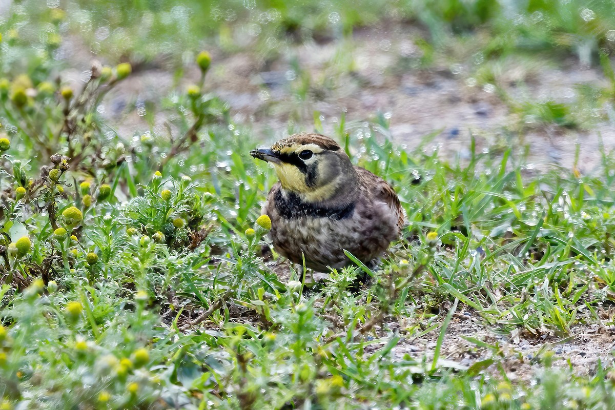 Horned Lark - ML642500495