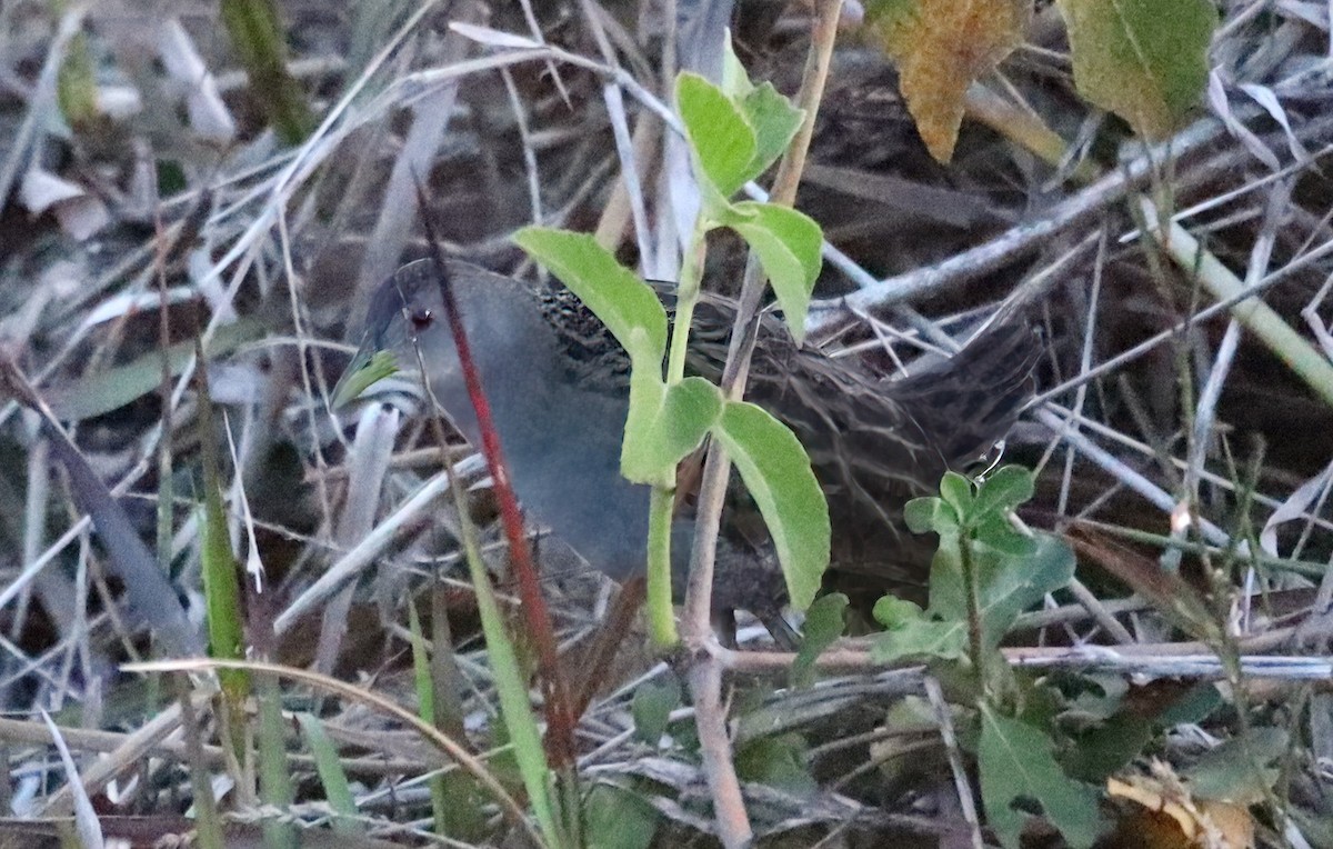 Ash-throated Crake - ML642500528