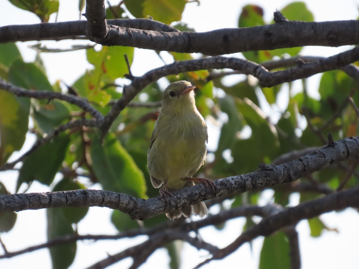 Bicolored Conebill - ML642500602