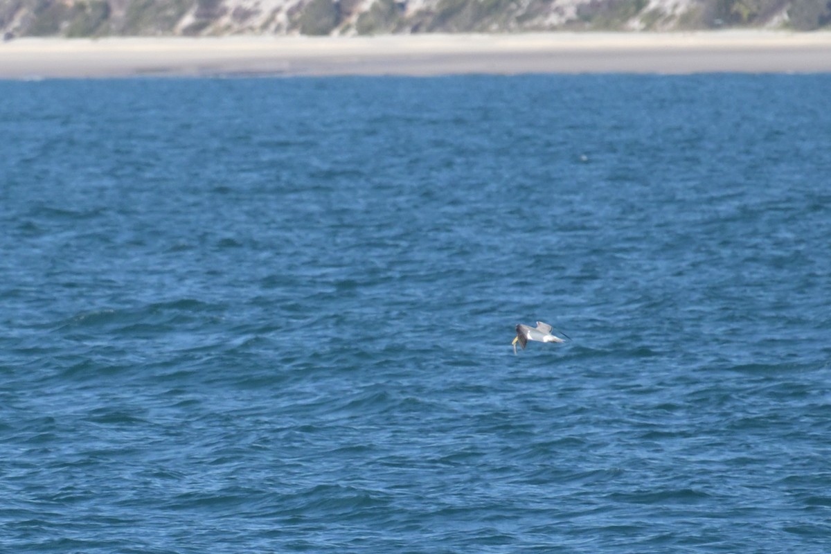 Great Crested Tern - ML642500625