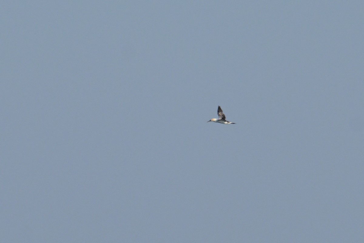 Australasian Gannet - ML642500638