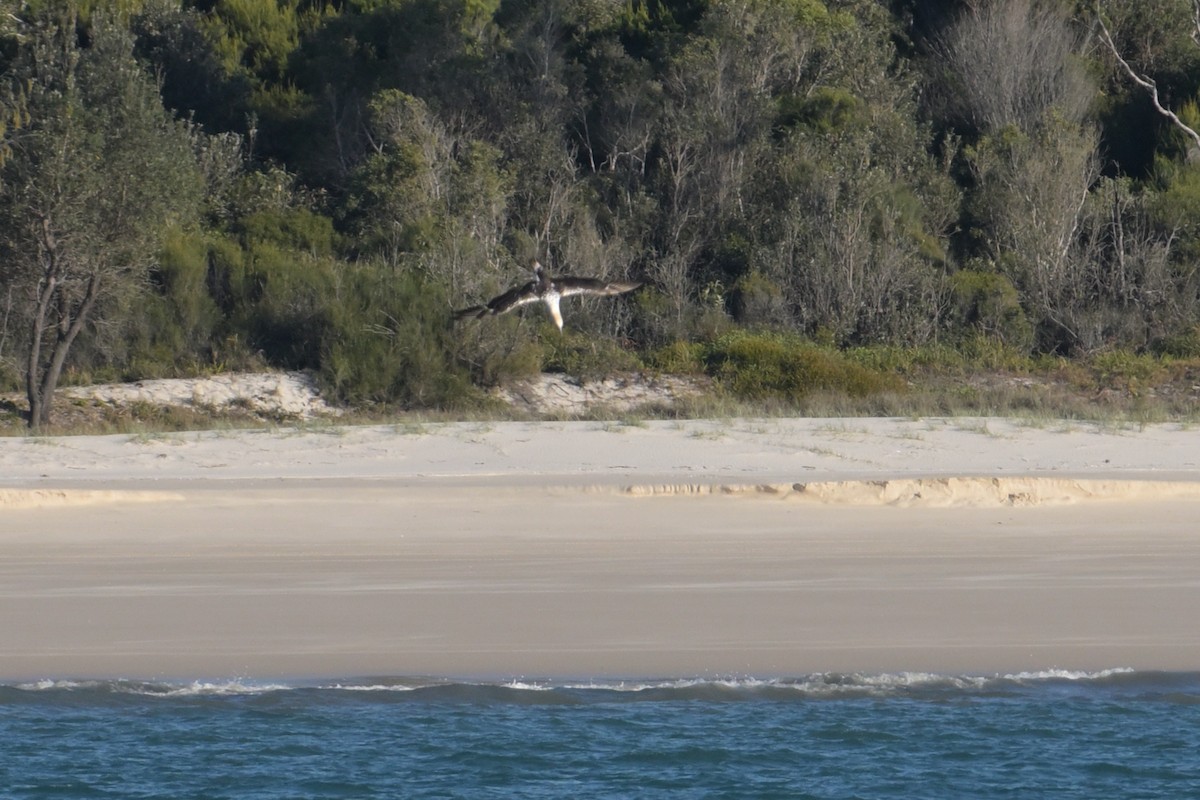 Australasian Gannet - ML642500642