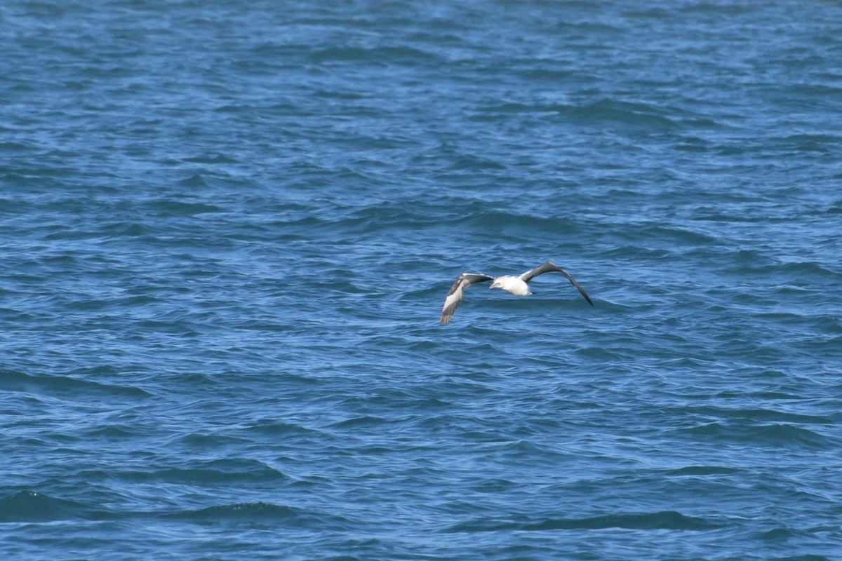 Australasian Gannet - ML642500667