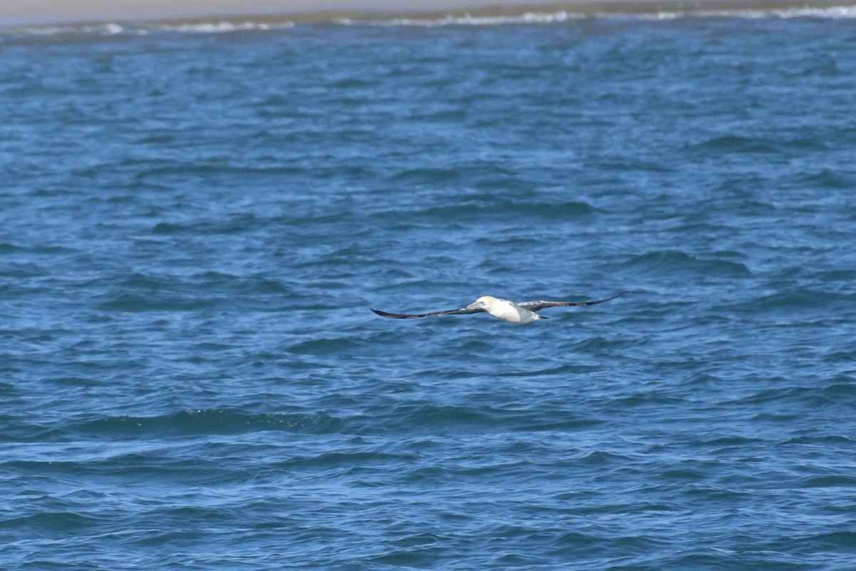 Australasian Gannet - ML642500668