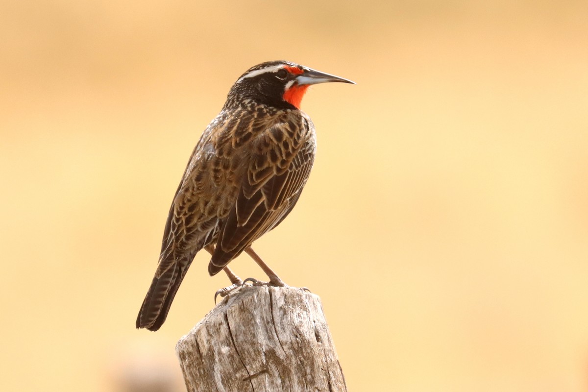 Long-tailed Meadowlark - ML642500672