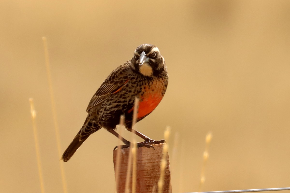 Long-tailed Meadowlark - ML642500673