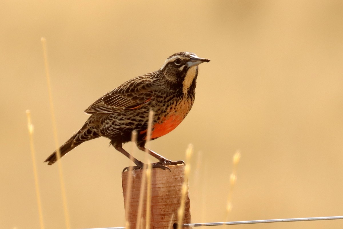 Long-tailed Meadowlark - ML642500675