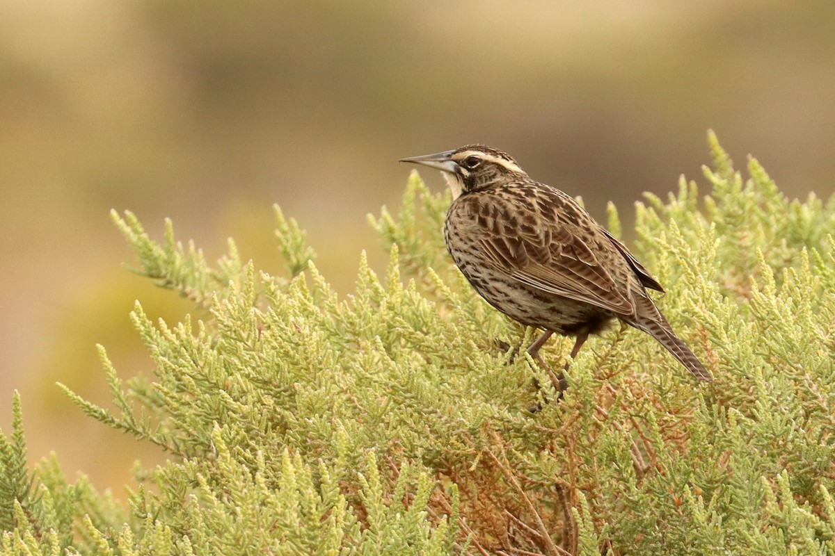 Long-tailed Meadowlark - ML642500676
