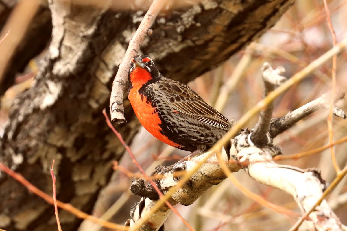 Long-tailed Meadowlark - ML642500678