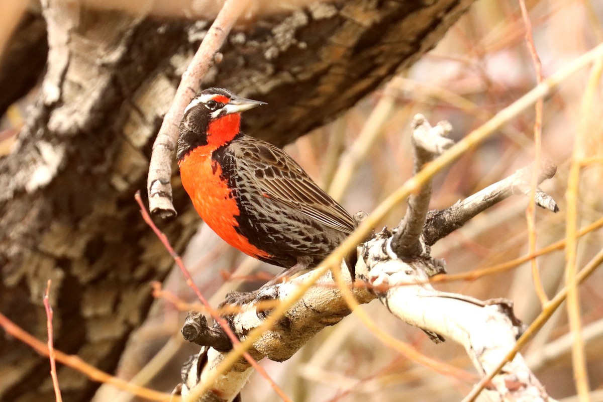 Long-tailed Meadowlark - ML642500679